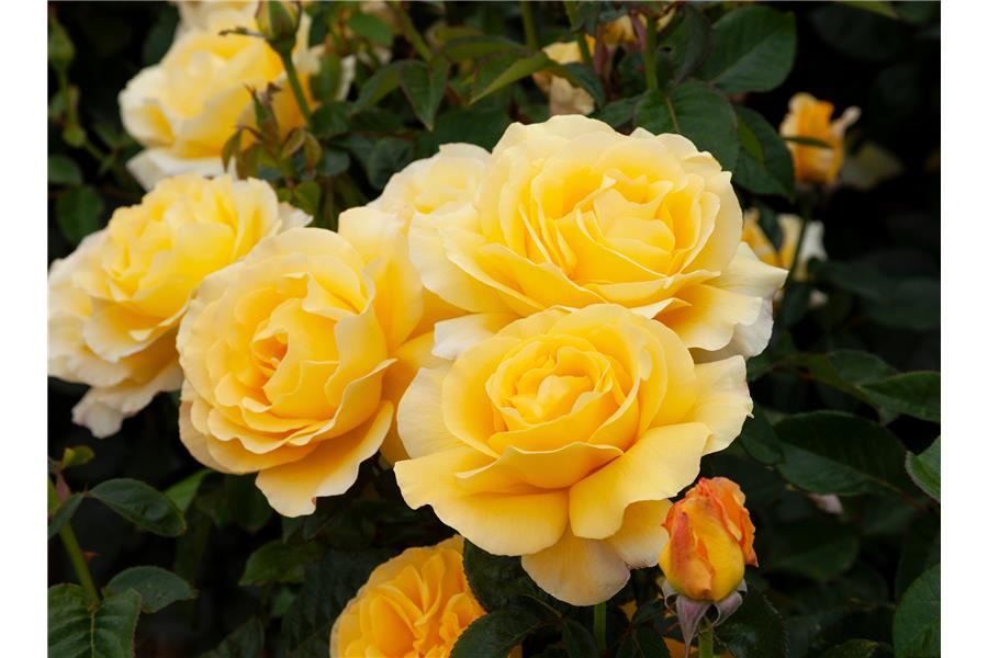 Hybrid Tea